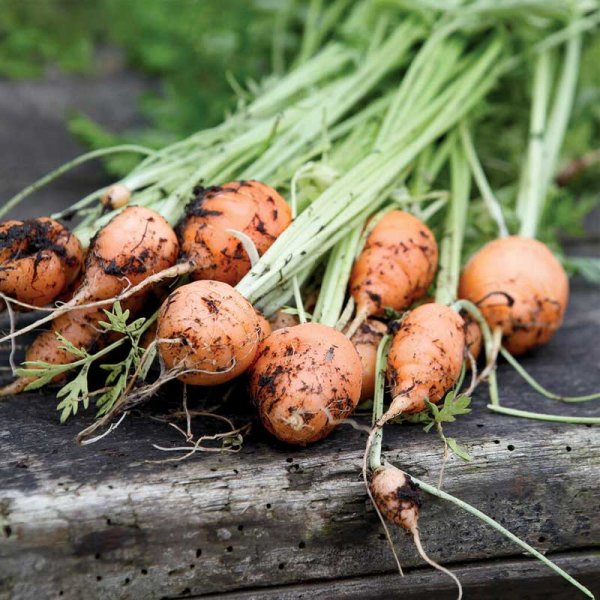 Summer Carrot ´Pariser Markt´