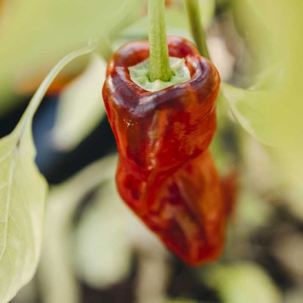 Chili Pepper 'Padron'