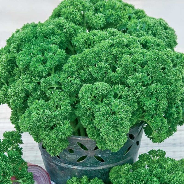 Lehtipersilja 'Grüne Perle'