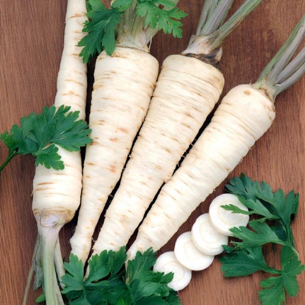 Juuri persilja 'Halblange'