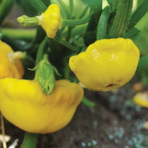 UFO-kurpitsa 'Sunseanse' F1