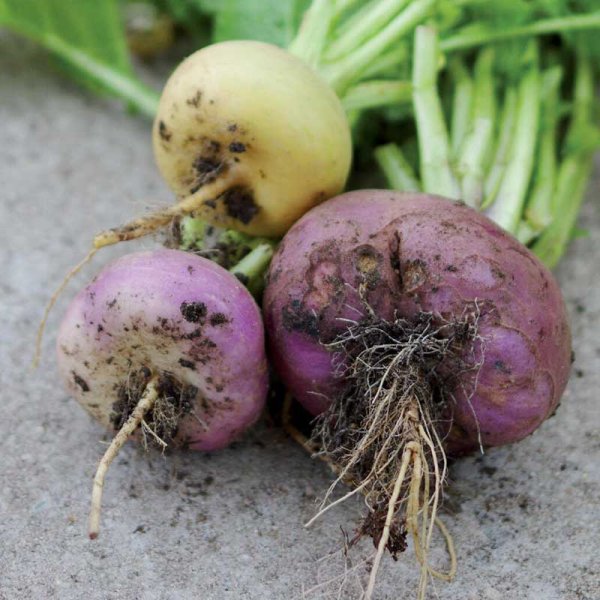 Nauris , Enon kanta 'Enon kanta'