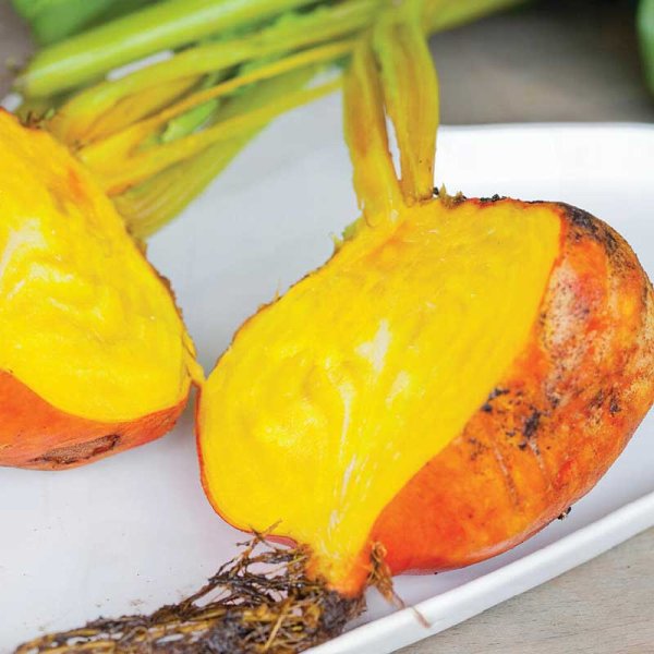 Punajuuri 'Burpees Golden'