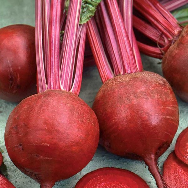 Punajuuri 'Detroit 2'