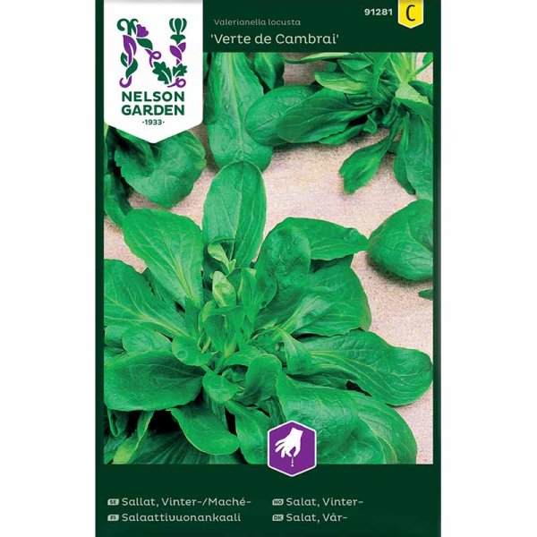 Vuonankaali / Mache sallat 'Vert de Cambrai'