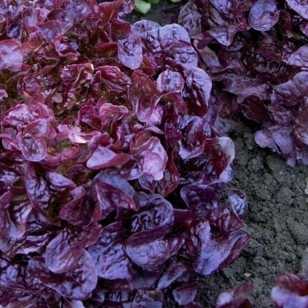 Lehtisalaatti 'Red salad bowl'