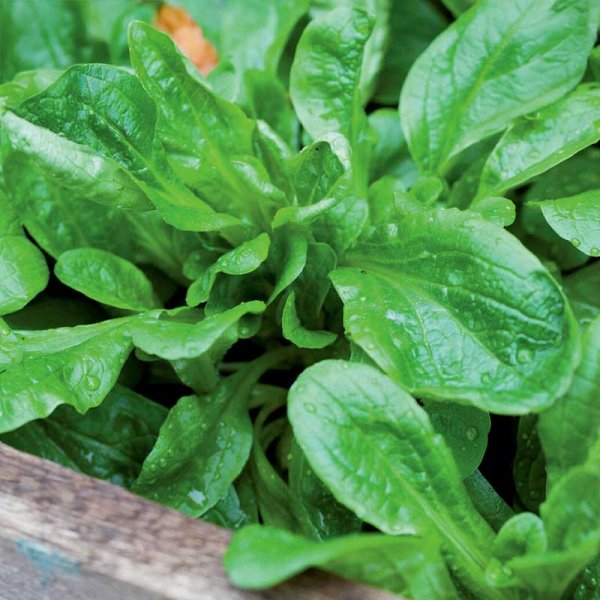 Talvisalaatti valkoinen Organic