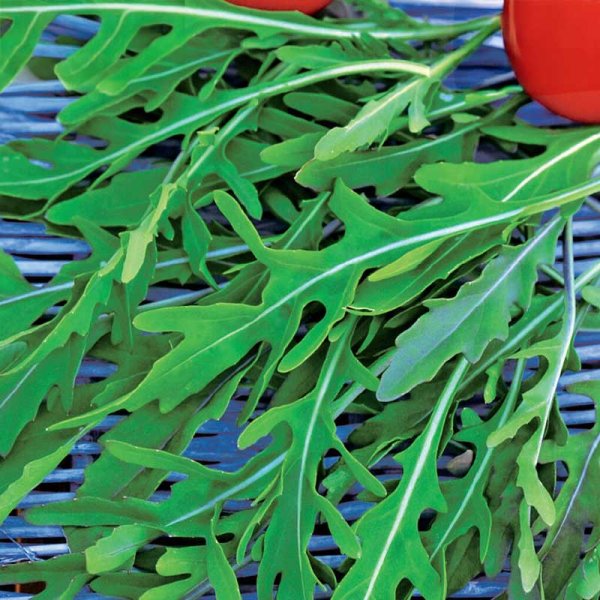 Hiekkasinappi / Vild rucola