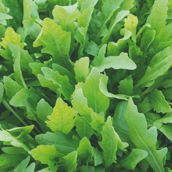 Hiekkasinappi / Vild rucola 'Wildfire'