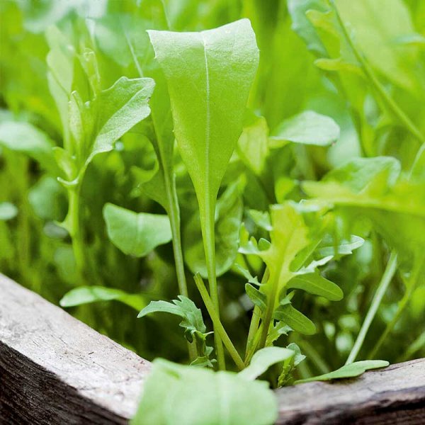 Rucola / Sandsenap 'Speedy Venetia'