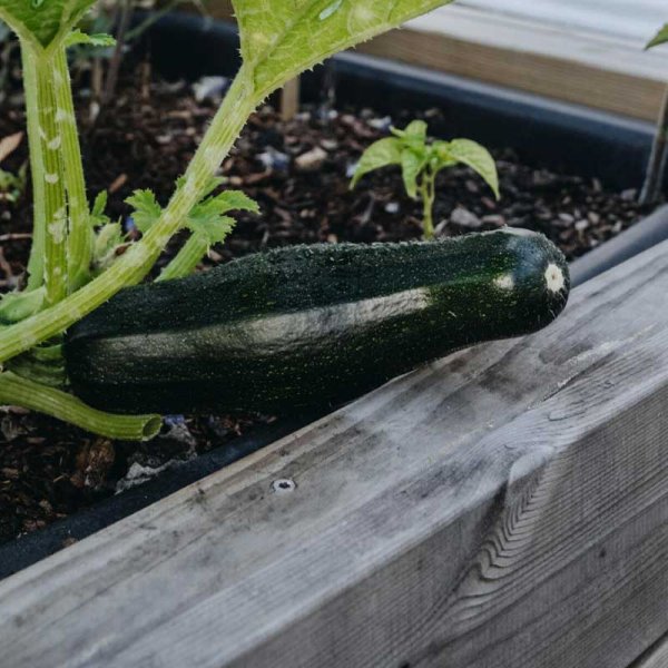 Kesäkurpitsa / Kesäkurpitsa 'Diamant' F1