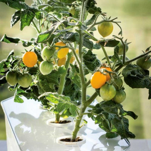 Kirsikkatomaatti 'Twiggy Orange' F1 - Harvy