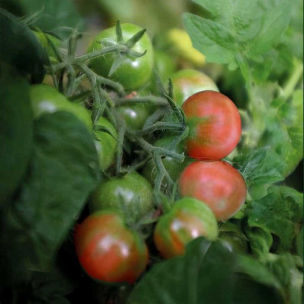 Tomato 'Balconi Red'