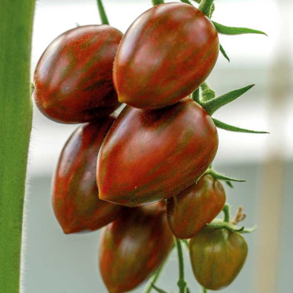 Tomaatti 'Shimmer' F1