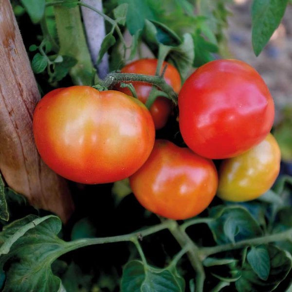 Tomaatti 'Oh Happy Day' F1