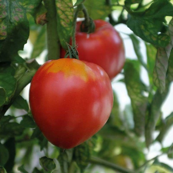 Tomaatti 'Coeur de Boeuf'