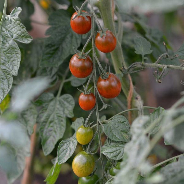 Kirsikkatomaatti 'Bronzy'