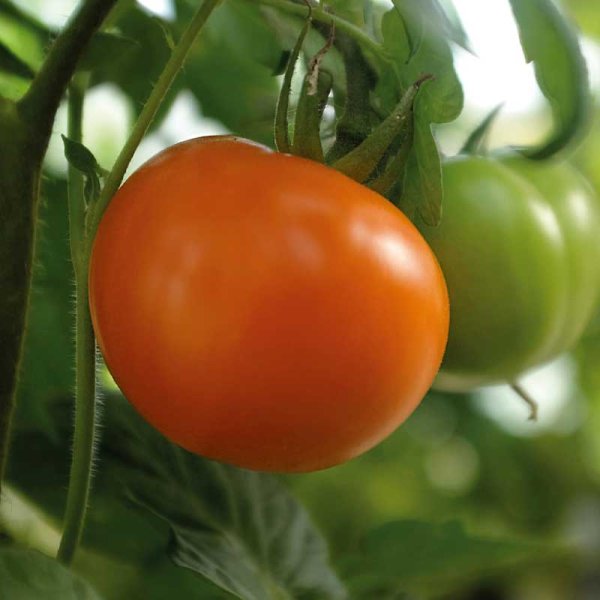 Tomaatti 'Orange Wellington' F1