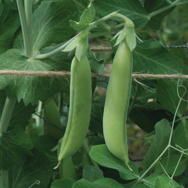 Brytsocker ärt 'Nairobi'