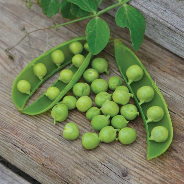 Taittoherne 'Kelwedon Wonder' Luomu