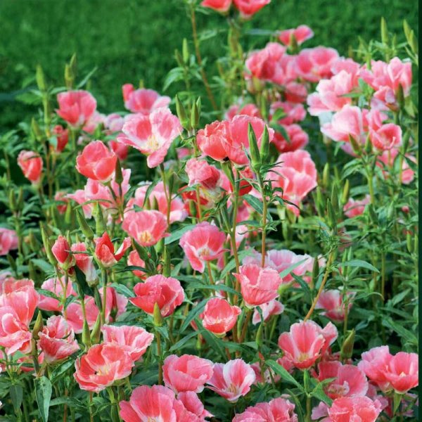 Godetia 'Sybil Sherwood'