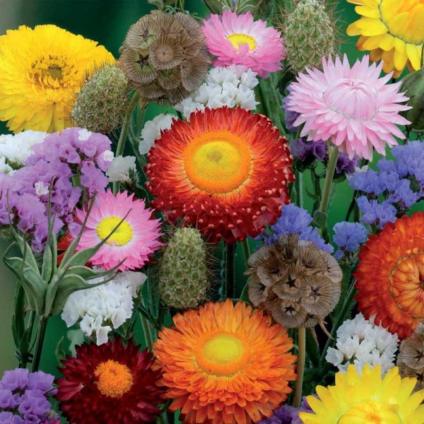 Ikuisuuskukat 'Nelson Mixture'