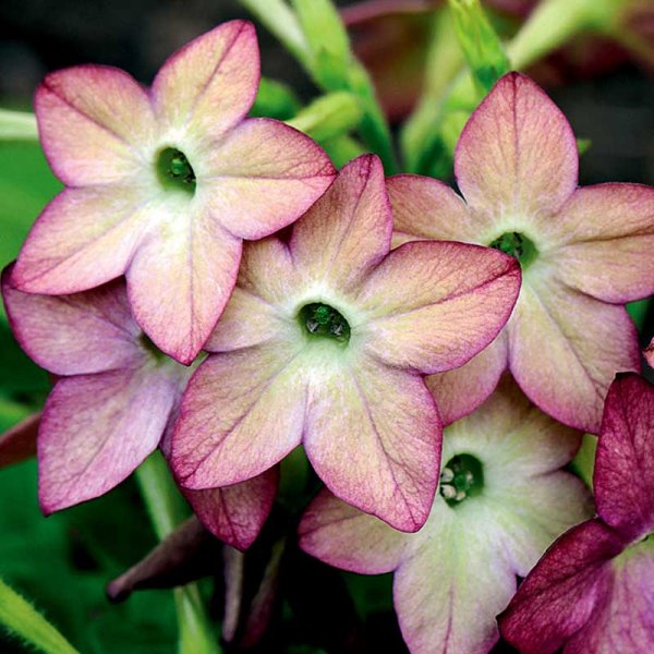 Koristetupakka 'Avalon Lime/Purple Bicolour F1'