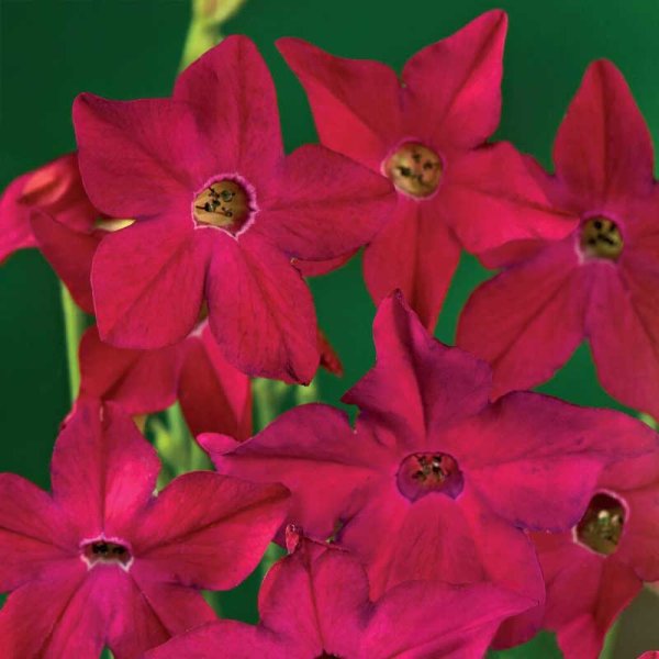 Koristetupakka 'Crimson Bedder'