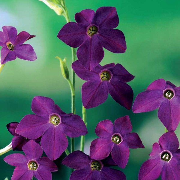 Koristetupakka 'Perfume Deep purple F1'