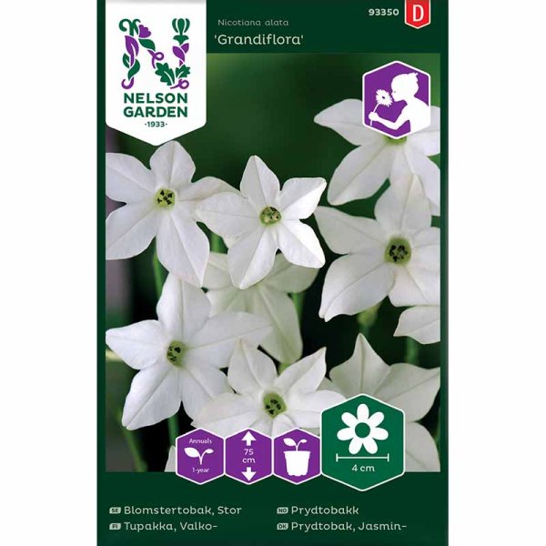 Suurikukkainen koristekessakki 'Grandiflora'