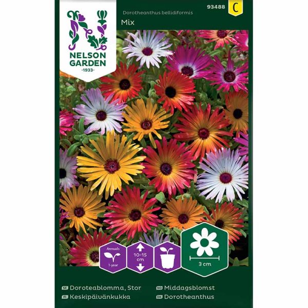 Stor Doroteablomma Mix
