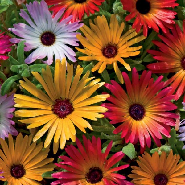 Stor Doroteablomma Mix