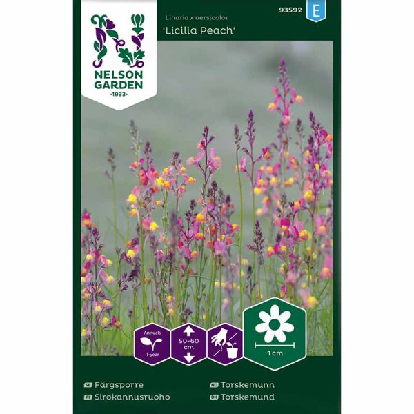 Pikkuleijonankita 'Licilia Peach'