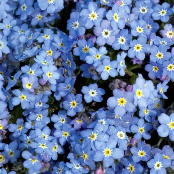 Metsälemmikki 'Blue Ball'