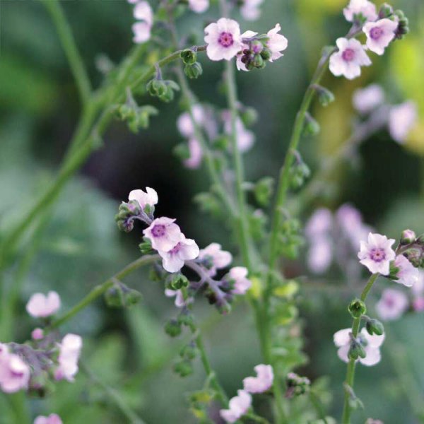 Kiinalainen Lemmikki 'Mystery Rose'