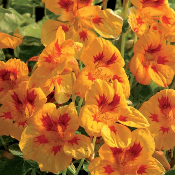 Köynnöskrassi 'Yellow Troika'