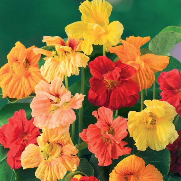 Köynnöskrassi 'Glorius Gleam'