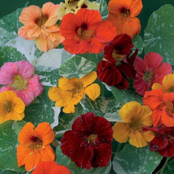 Köynnöskrassi 'Out of Africa'