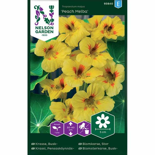 Pensas krassi 'Peach Melba'