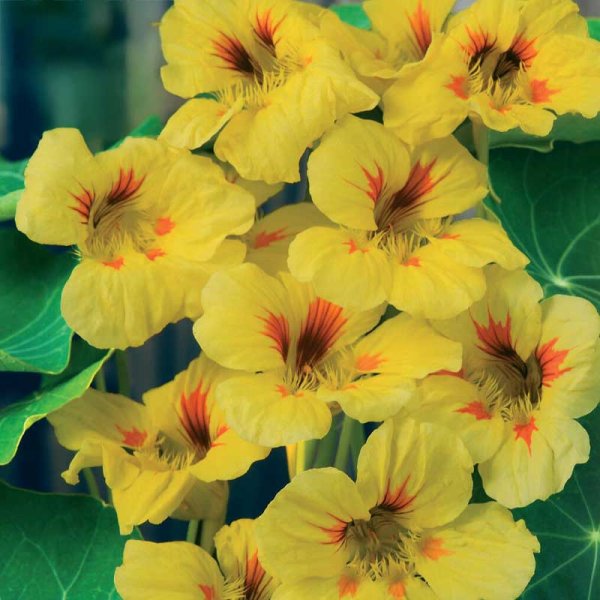 Pensas krassi 'Peach Melba'