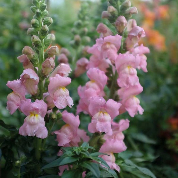 Leijonankita 'Opus Pink' F1