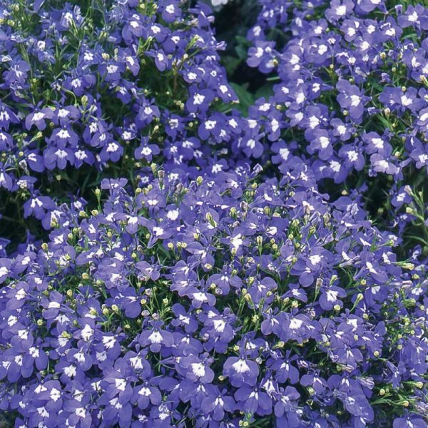 Riippalobelia 'Saphir'