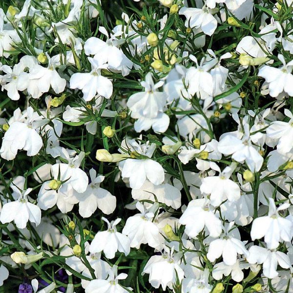 Reunalobelia 'Snowball'