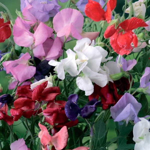 Tuoksuherne 'Royal Mix' Big pack