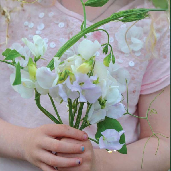 Tuoksuherne 'Spencer Arthur Hellyer'