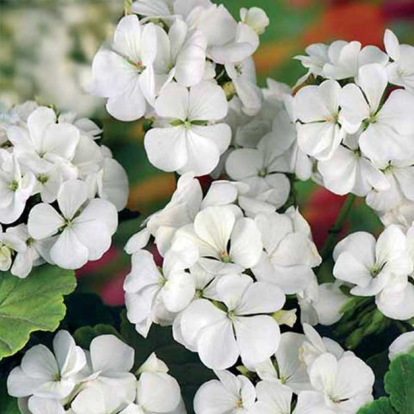 Pelargoni 'Inspire White' F1