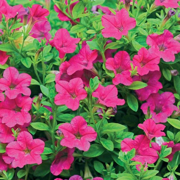 Petunia Showers Burgundy