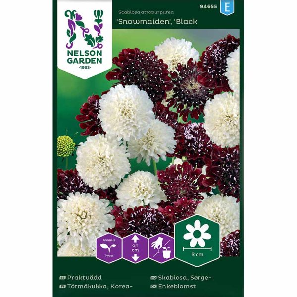 Kesäskabiosa Snowmaiden, Black Knight