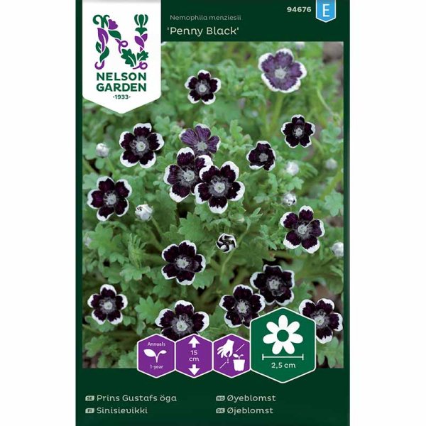 Venidium 'Penny Black'