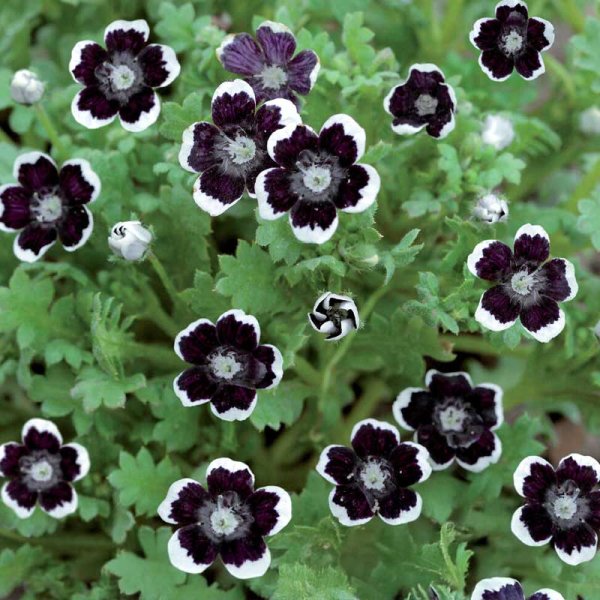 Venidium 'Penny Black'